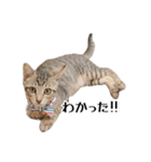きじとらねこ小夏 2（個別スタンプ：22）