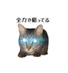 きじとらねこ小夏 2（個別スタンプ：26）