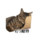 きじとらねこ小夏 2（個別スタンプ：28）