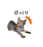 きじとらねこ小夏 2（個別スタンプ：30）