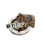 きじとらねこ小夏 2（個別スタンプ：31）
