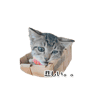 きじとらねこ小夏 2（個別スタンプ：32）