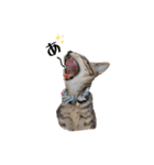 きじとらねこ小夏 2（個別スタンプ：35）