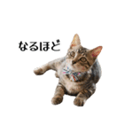きじとらねこ小夏 2（個別スタンプ：36）