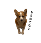 コーギー犬すずちゃん3（個別スタンプ：1）