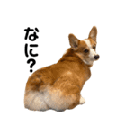 コーギー犬すずちゃん3（個別スタンプ：4）