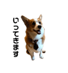 コーギー犬すずちゃん3（個別スタンプ：5）