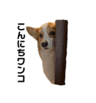 コーギー犬すずちゃん3（個別スタンプ：6）