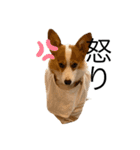 コーギー犬すずちゃん3（個別スタンプ：8）