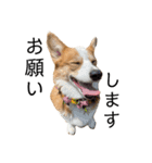 コーギー犬すずちゃん3（個別スタンプ：12）