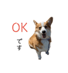 コーギー犬すずちゃん3（個別スタンプ：13）