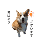 コーギー犬すずちゃん3（個別スタンプ：20）
