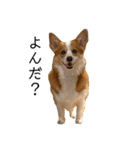 コーギー犬すずちゃん3（個別スタンプ：21）