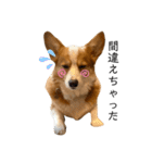 コーギー犬すずちゃん3（個別スタンプ：22）