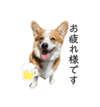 コーギー犬すずちゃん3（個別スタンプ：23）