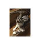 ねこねこねこーーー（個別スタンプ：1）