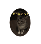 ねこねこねこーーー（個別スタンプ：5）