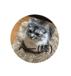 ねこねこねこーーー（個別スタンプ：9）