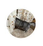 ねこねこねこーーー（個別スタンプ：10）