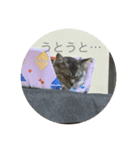 ねこねこねこーーー（個別スタンプ：11）