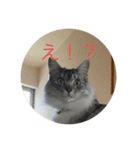 ねこねこねこーーー（個別スタンプ：12）