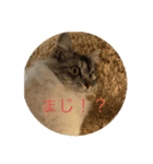ねこねこねこーーー（個別スタンプ：13）