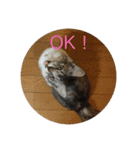 ねこねこねこーーー（個別スタンプ：16）