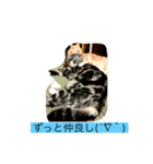 猫の気持ちは態度に現れる(`✧ω✧´)（個別スタンプ：2）
