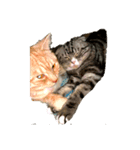 猫の気持ちは態度に現れる(`✧ω✧´)（個別スタンプ：4）