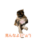 猫の気持ちは態度に現れる(`✧ω✧´)（個別スタンプ：6）
