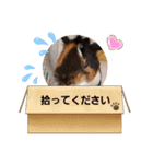 ミケとミルの日常スタンプ（個別スタンプ：4）