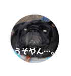 パグのまったりスタンプ（個別スタンプ：1）