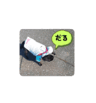 パグのまったりスタンプ（個別スタンプ：10）