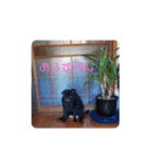 パグのまったりスタンプ（個別スタンプ：11）