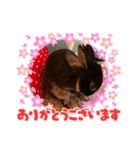 うさパンちゃん（個別スタンプ：3）