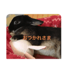 うさパンちゃん（個別スタンプ：4）