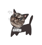 ねこぴとペットのうに丸。（個別スタンプ：4）