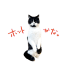 猫のハムスケ_Vo.1（個別スタンプ：1）