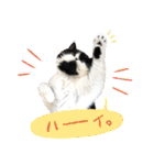 猫のハムスケ_Vo.1（個別スタンプ：3）