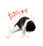 猫のハムスケ_Vo.1（個別スタンプ：6）