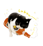 猫のハムスケ_Vo.1（個別スタンプ：7）