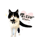 猫のハムスケ_Vo.1（個別スタンプ：8）