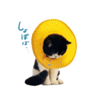 猫のハムスケ_Vo.1（個別スタンプ：9）
