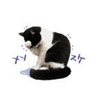 猫のハムスケ_Vo.1（個別スタンプ：10）