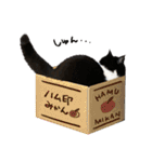 猫のハムスケ_Vo.1（個別スタンプ：11）