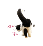 猫のハムスケ_Vo.1（個別スタンプ：13）