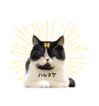 猫のハムスケ_Vo.1（個別スタンプ：14）