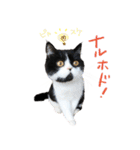 猫のハムスケ_Vo.1（個別スタンプ：15）