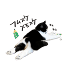 猫のハムスケ_Vo.1（個別スタンプ：16）