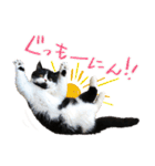 猫のハムスケ_Vo.1（個別スタンプ：17）